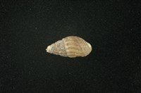 藏品(流紋蜷)的圖片